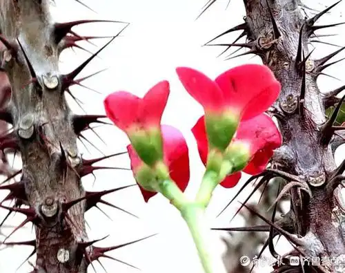 鲜红的小花被长刺保护着|刺梅|高军|小红花_新浪新闻
