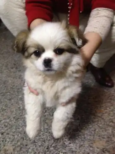 这只串串狗是蝴蝶犬和什么狗养的
