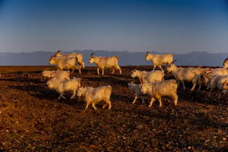 dikeni迪柯尼携手国家地理摄影师,走进阿拉善探寻"黄金羊绒"_ynet.com