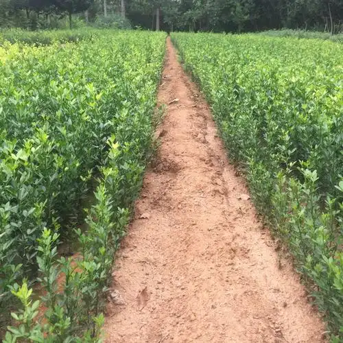 枳壳苗,合森苗木,枳壳苗批发