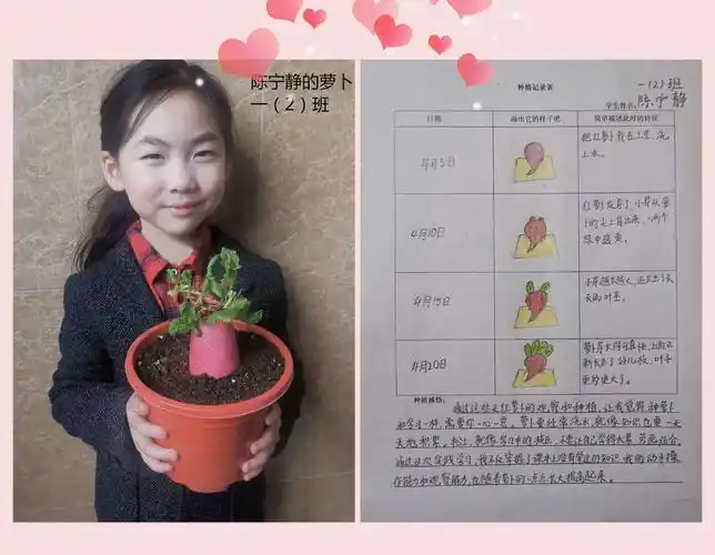 一2班刘梓墨的水培土豆,当土豆被放进玻璃碗中那天起,刘梓墨每天