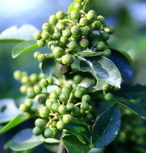 一年中青花椒树各部位的生长变化和特性