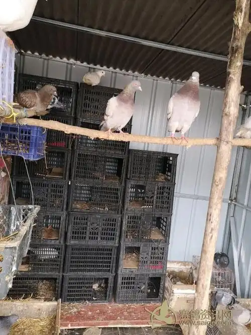 家里父母看不住了,所以弄个棚子,鸽子窝放的多,鸽子不多.现在材料