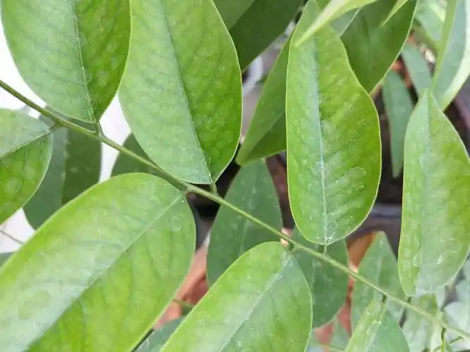 我用种子种出一颗,感觉叶子气味有点臭?