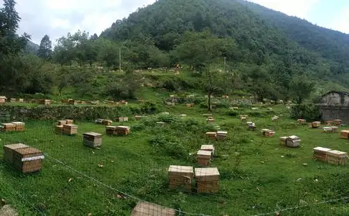 [浅淡高寒山区牧蜂冬季应对管理]珠海何伯蜂业对口帮扶养蜂项目技术组