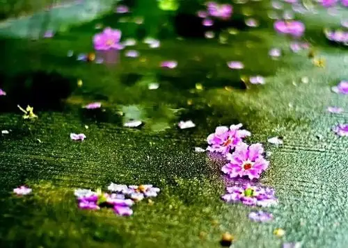 人生,花开花落,都是一种美