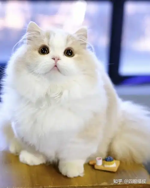 广州哪里买拿破仑猫咪? - 知乎