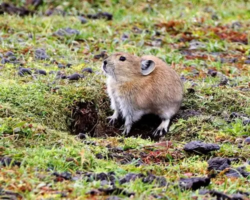 高原鼠兔是一种小型非冬眠的植食性哺乳动物,又称黑唇鼠兔,属兔形目