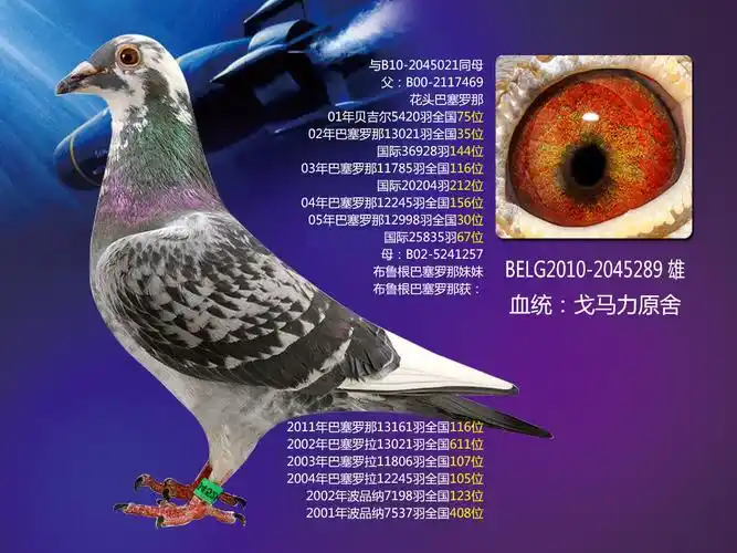 戈马利铭鸽"花头巴塞罗那" 环号:b10-2045289 雌雄:雄 血统:戈马力 赛