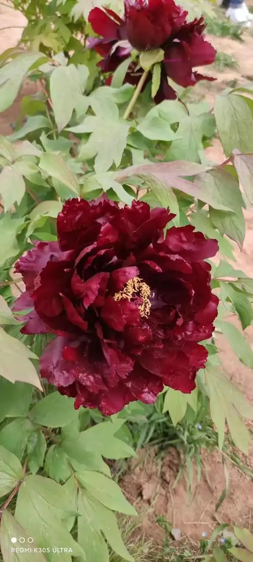 牡丹花的颜色 牡丹花的颜色有哪几种