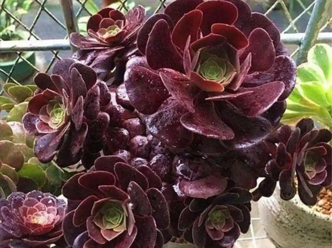 多肉黑法师,做好4细节,色泽黑亮,长势旺  很多第一次养多肉黑法师的花