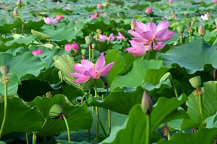 30首唯美荷花诗词,让诗意的荷花给你带来夏日的美好