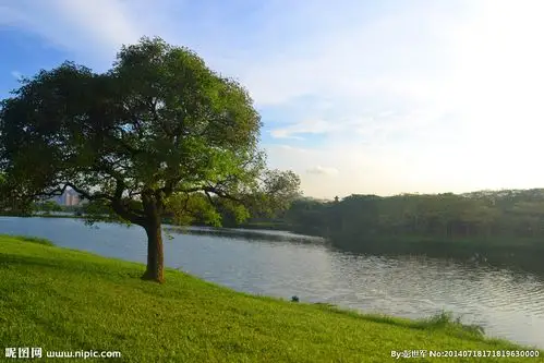 一棵树摄影图__山水风景_自然景观_摄影图库_昵图网nipic.com