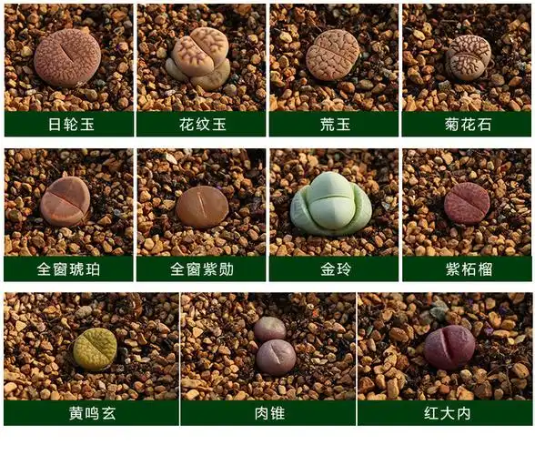 多肉植物生石花屁股花屁屁花pp多品种南非混石头花办公室盆栽绿植25颗