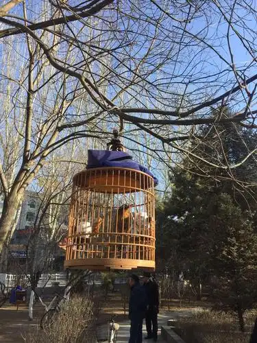 转过身来又走了几步,看到花园中前面的树上挂着许多的鸟笼,听