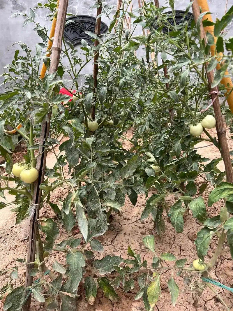 小院种菜有收获 地方不大品种多 辣椒茄子西红柿 艽菜大葱扁豆 - 抖音