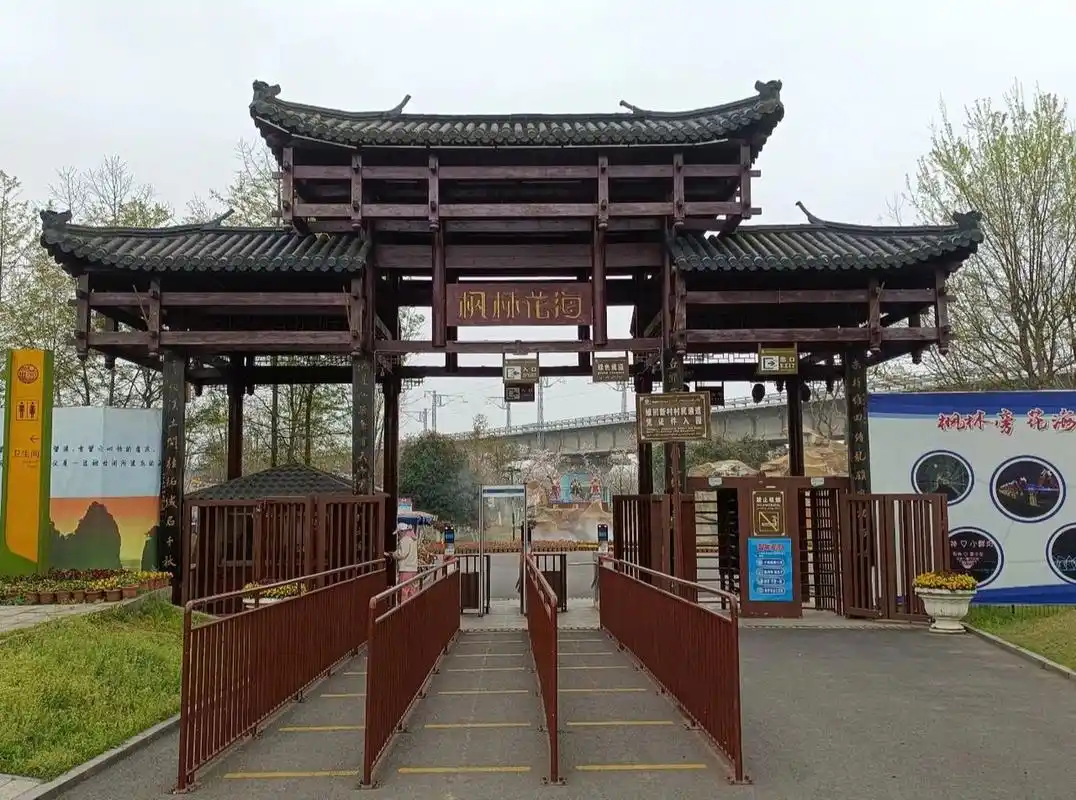 常德‖枫林花海 93路线:3月19号去的枫林花海,那天天气不是很好