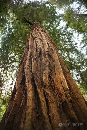 大红木树直接查找缪树林国家 monum