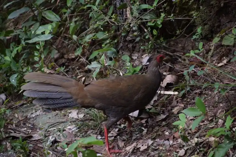 这是只母白鹇,没公的漂亮.但也令人惊喜.