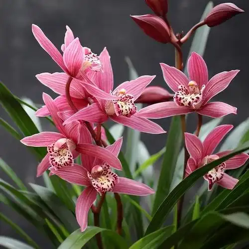 花色独特的兰花,出身名门,落落大方,香味浓郁,让人爱不释手