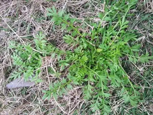 田间地头总有些杂草让人头疼,老爷子管叫它臭蒿子_河北省石家庄市行唐