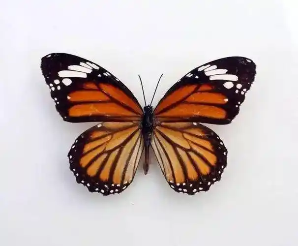 十大最美丽的蝴蝶