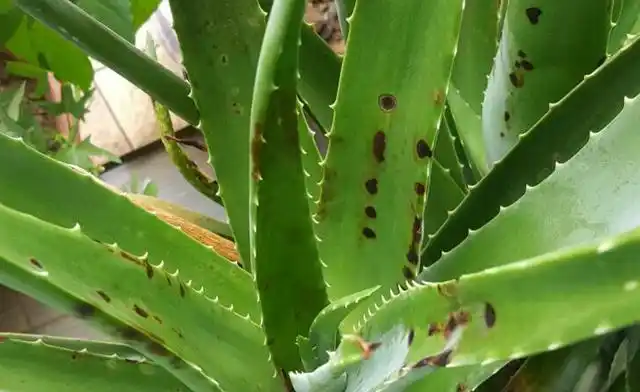 芦荟是一种比较好养的多肉植物,很多花友喜欢在家中养护一盆芦荟.