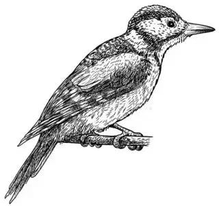 伟大的啄木鸟伟大的有斑点的啄木鸟说明,绘画,版画,墨水,照片