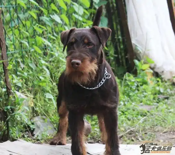 极品红公猎梗欣赏 king kong "金刚" - 综合梗犬 - 猛犬俱乐部-中国