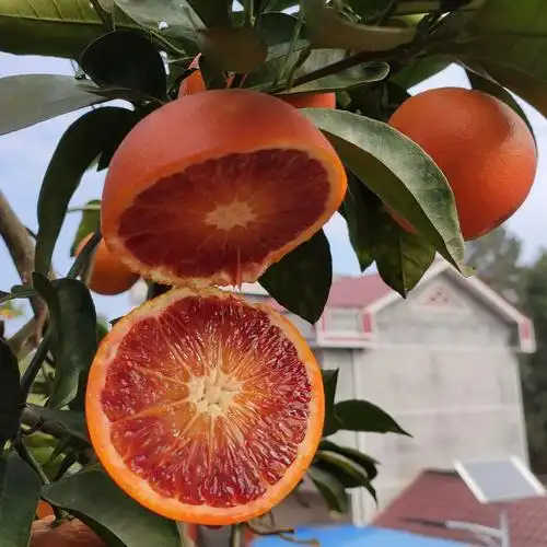 特价塔罗科血橙新鲜水果_血橙新鲜水果橙子四川资中塔罗科橙红心胜