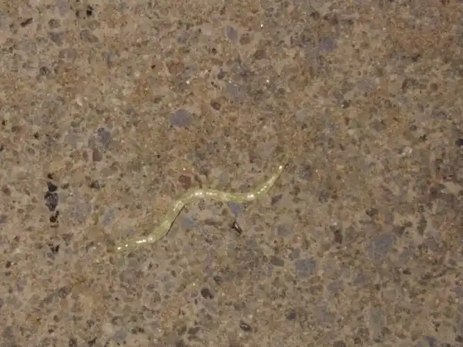 内裤上发现缝衣针粗细一厘米左右大小白色虫子是什么虫子