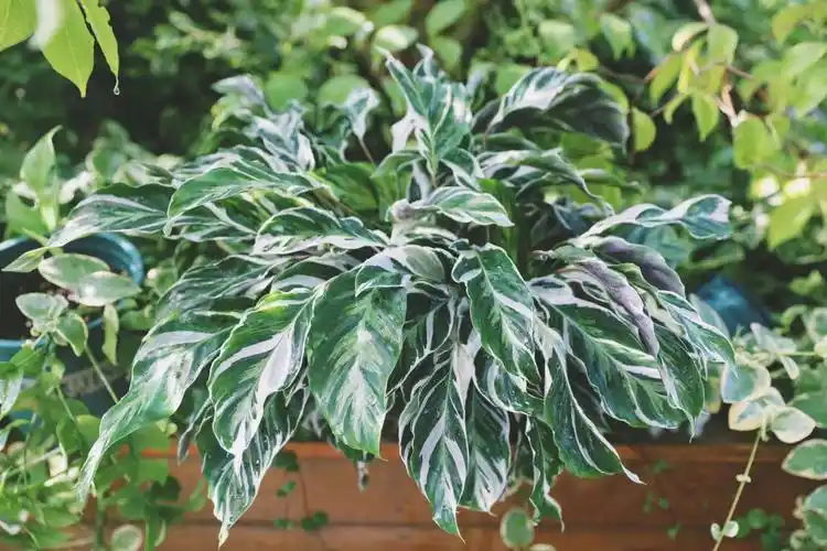 我到底种过哪些植物no24白油画竹芋