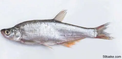 鱼 【分类地位】鲤形目cyprinformes 鲤科cyprinidae 鲌亚科cultrinae