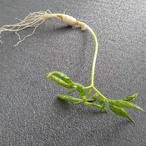 种子图片】长白山人参苗.种子图片大全_q友网