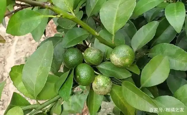 有柑橘果园出现白癞病了