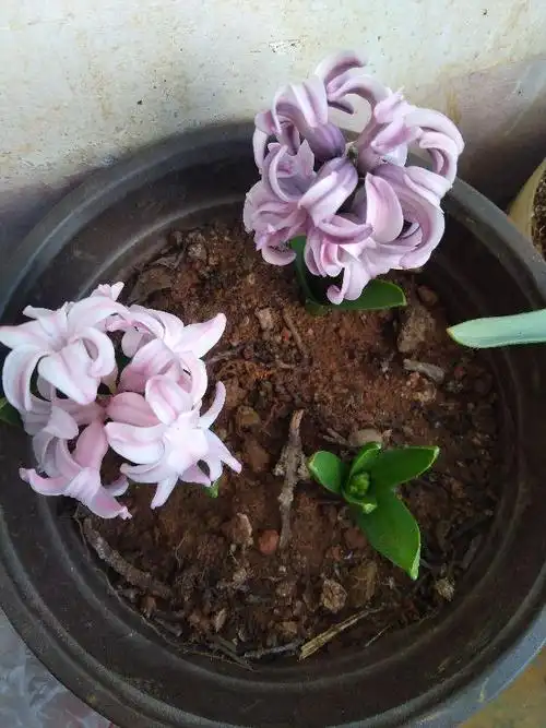 风信子的养殖方法和注意事项 风信子的养殖方法和注意事项(水培风信子