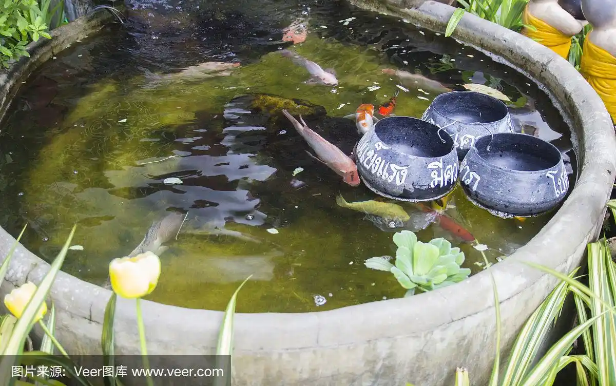 池子里的鲤鱼