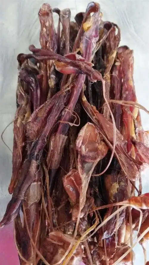 狗鞭的药用价值狗鞭一条的价格