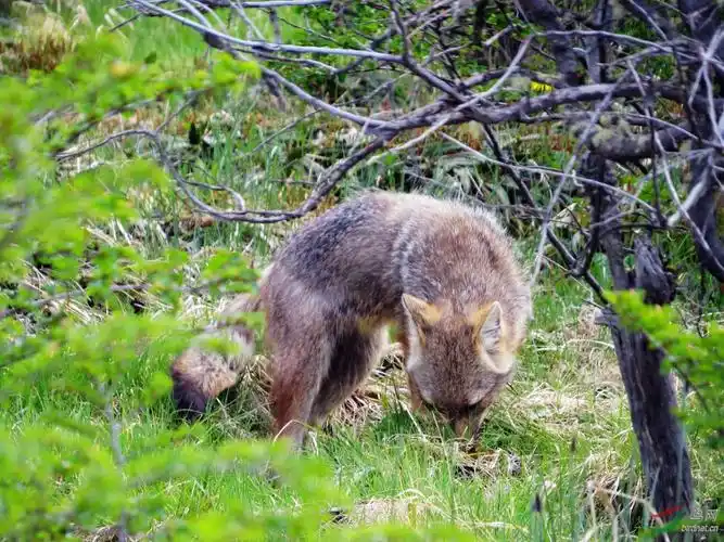 阿根廷火地岛的狐狸 - 野生动物 wild animals 鸟网