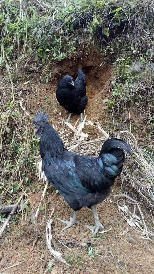 (预售)纯种大型黑乌鸡苗黑乌鸡体乌鸡苗脱温鸡小鸡苗五黑鸡苗体1只(6