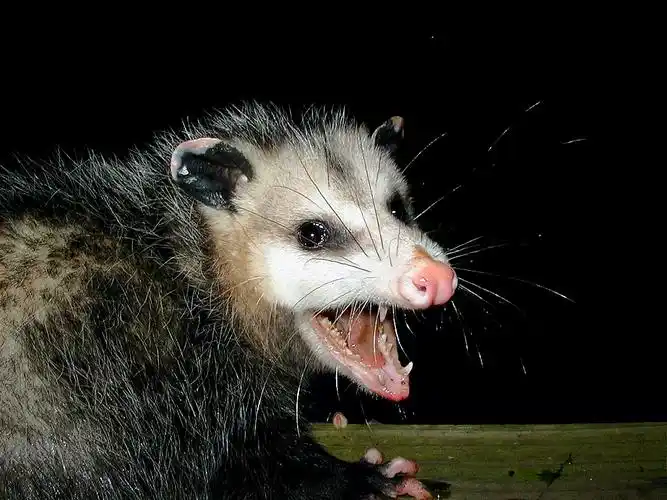 北美 possum