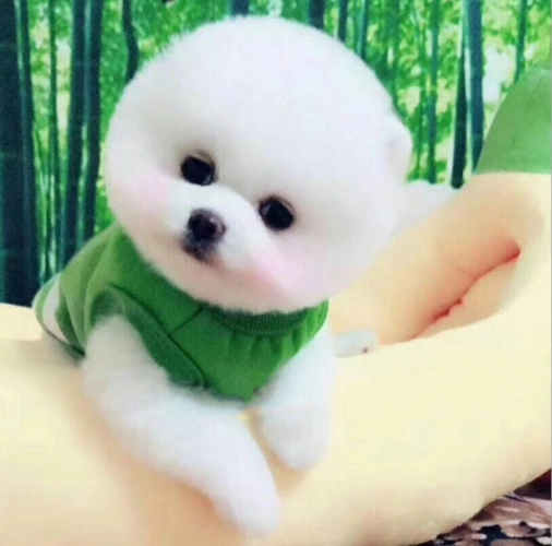 博美幼犬迷你茶杯玩具犬血统狗狗自家繁殖