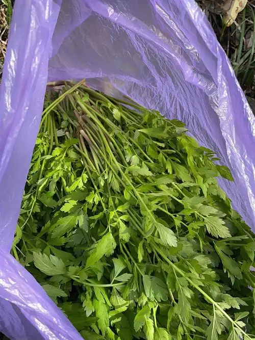 最简单的春味野芹菜饺子09