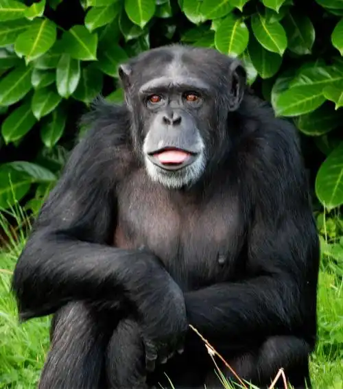 人类的头发为什么是黑色而不是绿色的?