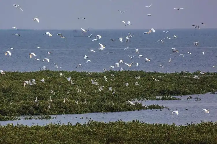 p>广西北仑河口国家级自然保护区位于广西壮族自治区 a target="
