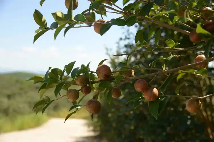 新华社发 李昊泽 摄栽培山茶树一年复一年,来扶持