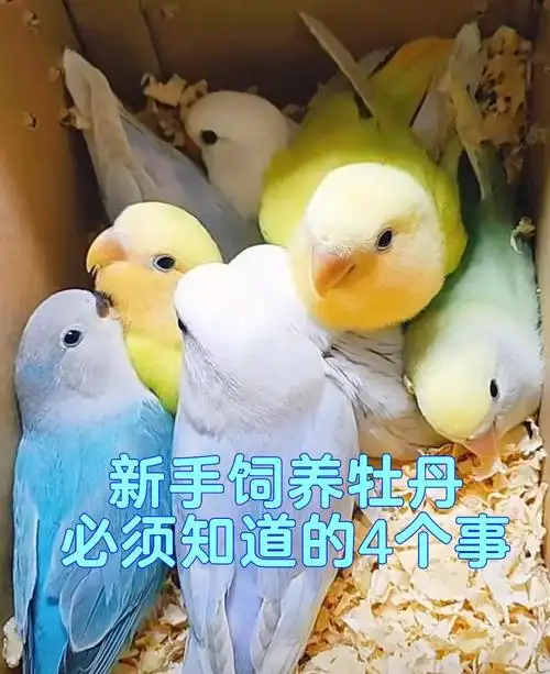 新手养牡丹鹦鹉?4个技巧轻松上手!