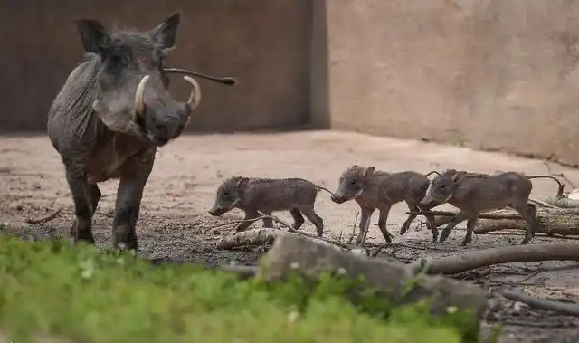 3只20厘米高的小疣猪第一次跟公众见面,竟成为最受欢迎的明星