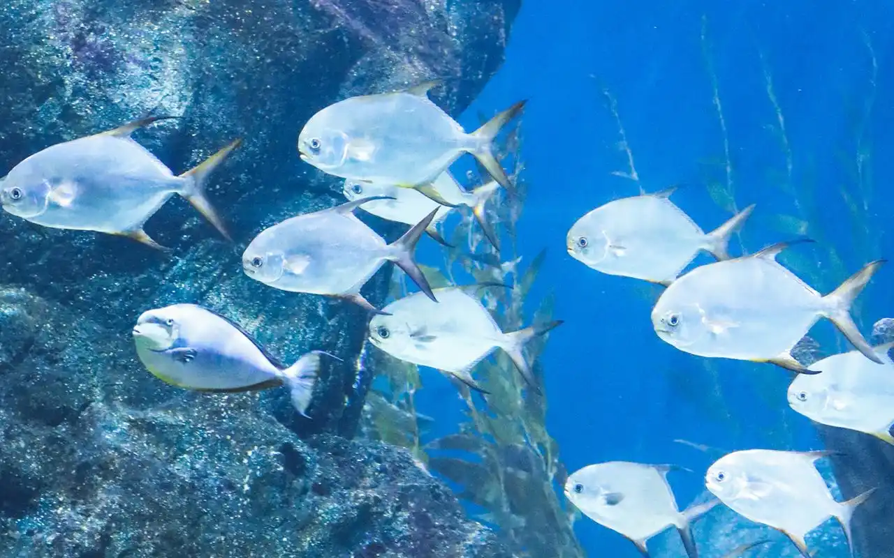 水族馆鱼儿图片高清电脑桌面壁纸