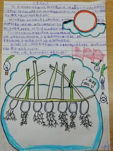 记录美好 分享美文 (我们精心来照料,蒜苗宝宝长高高 ——蒜苗成长记